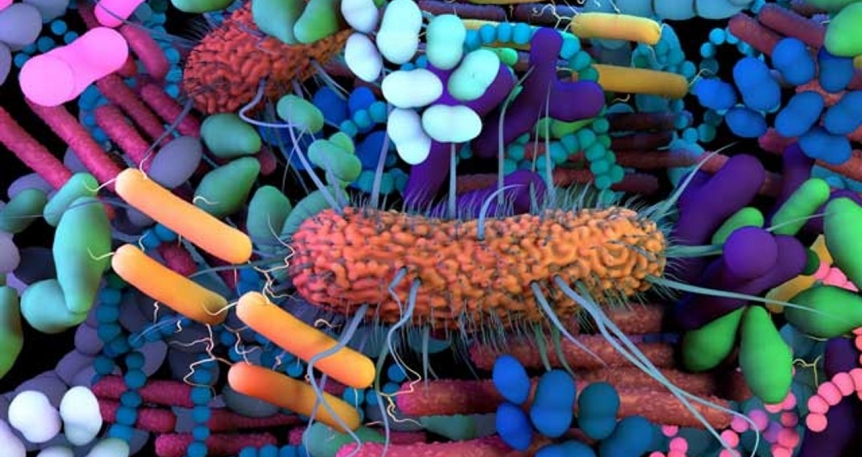 میکروبیوم انسان چیست؟درباره تریلیون ها میکروارگانیسم موجود در بدن خود بیشتر بدانید.